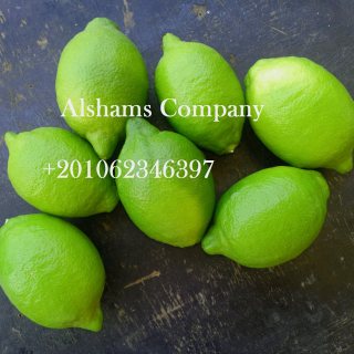صور الليمون الطازج 1