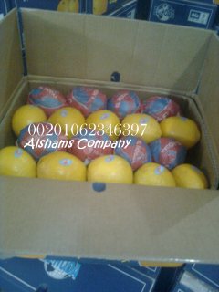 صور الليمون الطازج 2