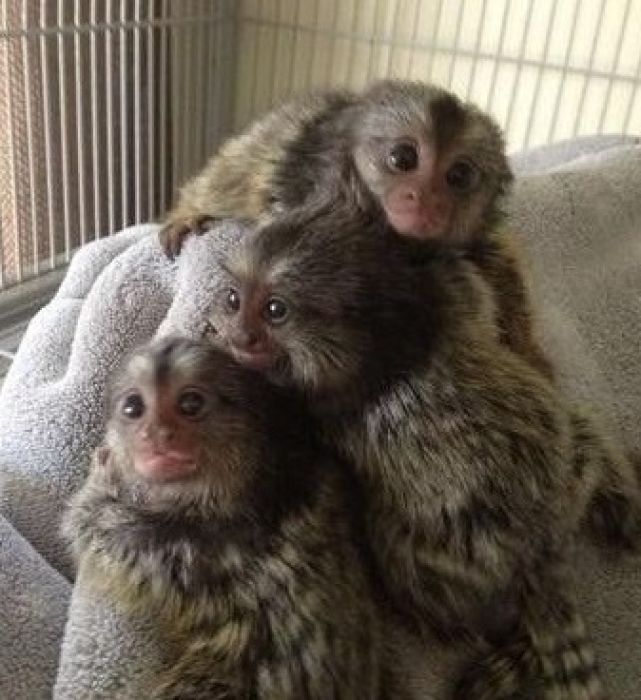 Trained finger Marmoset monkeys available for sale now
