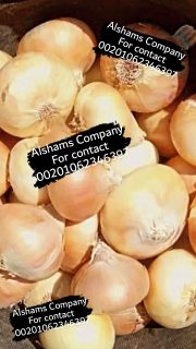 golden onion  4
