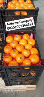 Fresh orange 3