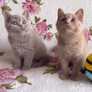 British shorthair kittens for sale  1