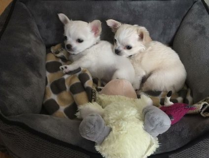 chihuahua puppies Rehoming  1