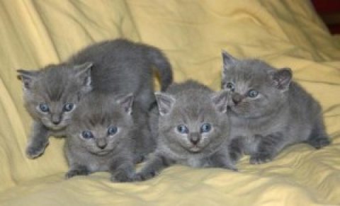 4 قطط روسية زرقاء للبيع 1
