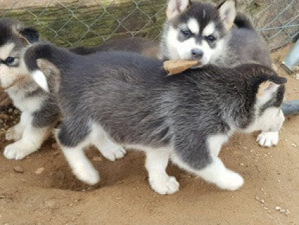 Pure Bred Full Pedigree Siberian Husky Pups 1