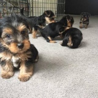 Yorkie Puppies Males & Females