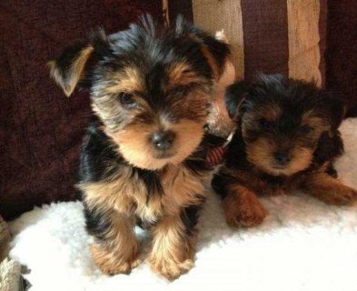 Purebred Tiny Yorkie Puppies 1