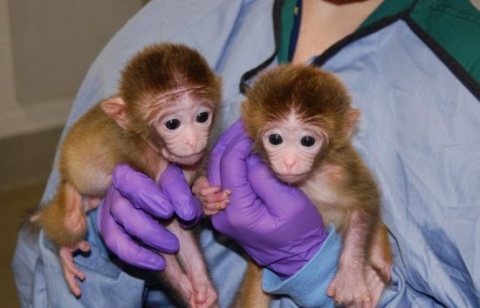 Top quality baby capuchin monkeys 1
