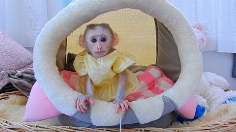 lovely baby Capuchin Monkey For Free Adoption sweet 1
