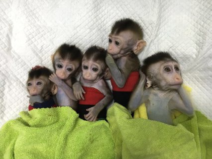 adorable Capuchin Babies Ready For their new homes for adoption