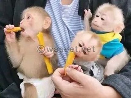lovely baby capuchin monkey for sale 1