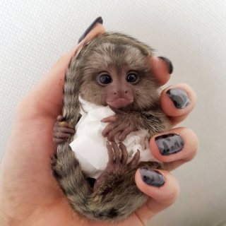 Cute Pygmy Marmoset Monkeys