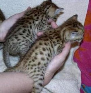 Bengal Kittens For sale Please Contact us By Whatsapp :+351969586167