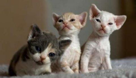 Devon Rex Kittens for sale Please Contact us By Whatsapp :+351969586167