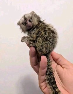 Pygmy Marmoset Monkey For Sale