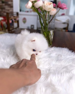 Priceless White Pomeranian Contact Whatsapp: +17162020709