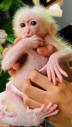 Gorgeous Capuchin Monkey for Sale