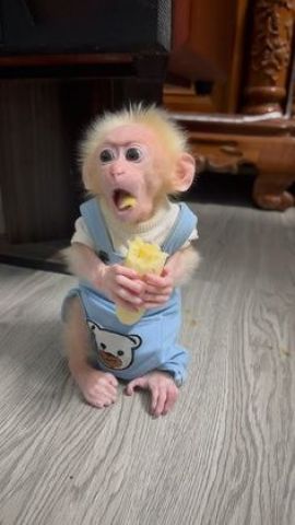 Female Capuchin Monkey