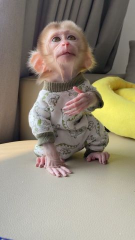 Capuchin Monkey Available