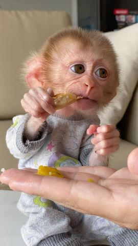 4 Outstanding Capuchin Monkeys for Adoption