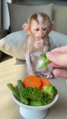 Lovable Capuchin For Adoption
