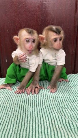 Marvelous Capuchin Monkeys for Sale