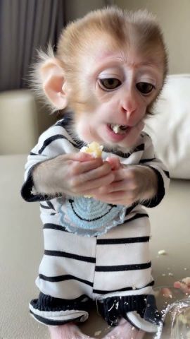 Adorable and Sweet Capuchin Monkey