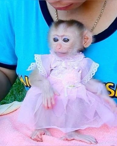 Well Trained Capuchin Monkey for Free Adoption