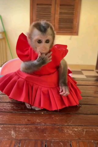 Two Well Trained Capuchin Monkeys