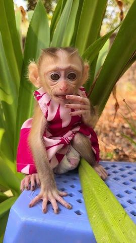 Male and Female Capuchin Monkeys for Sale