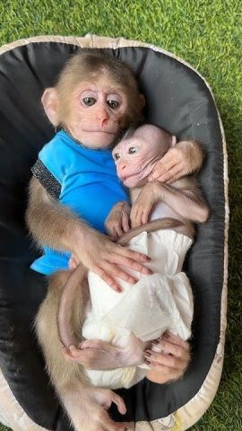 Capuchin Monkey Available for Sale