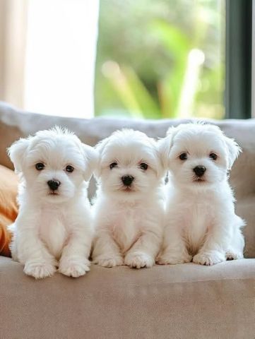 Registered Maltese Puppies