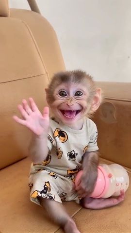 Capuchin Monkey Available