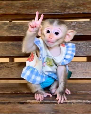 Female White Faced Capuchin Monkeys