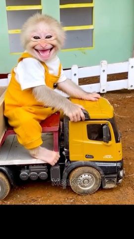 Quality Capuchin Monkeys For Adoption