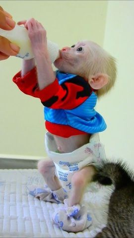 Marvelous Capuchin Monkeys for Sale