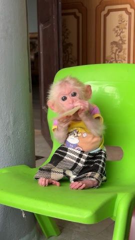 Emotional Filled Capuchin Monkeys Available