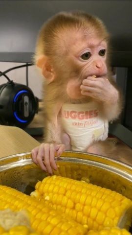 Gorgeous Capuchin Monkey for Sale