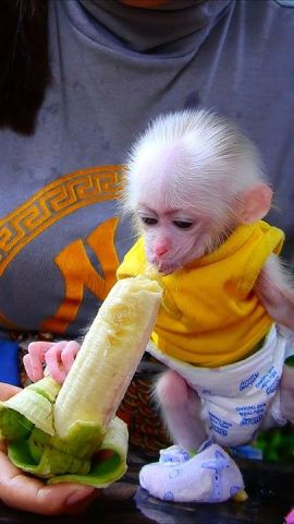 Capuchin Monkey now Available
