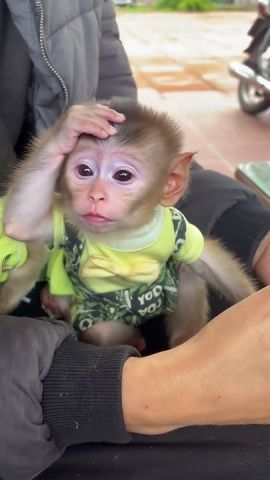 Male and Female White Faced Capuchin Monkeys