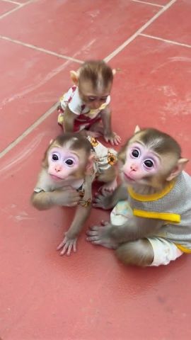 2 Outstanding Capuchin Monkeys