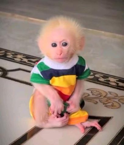 Female Capuchin Monkey
