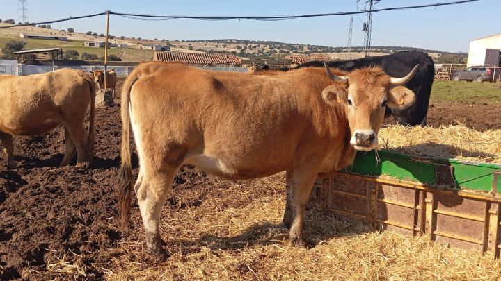 استثمار في اسبانيا شراء مزارع  عقارات فنادق منازل 2