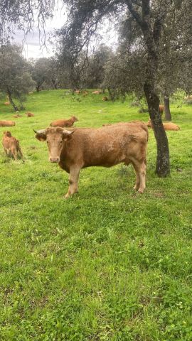 استثمار في اسبانيا شراء مزارع  عقارات فنادق منازل 3