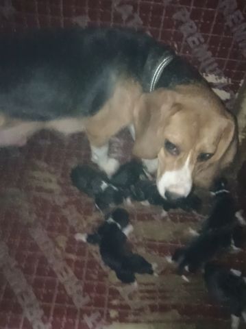 جراوي بيجل Beagle 