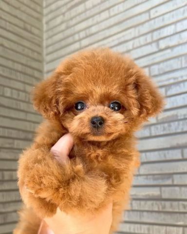 Adorable Brown Toy Poodle Puppy for Sale 2