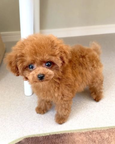 Adorable Brown Toy Poodle Puppy for Sale 3